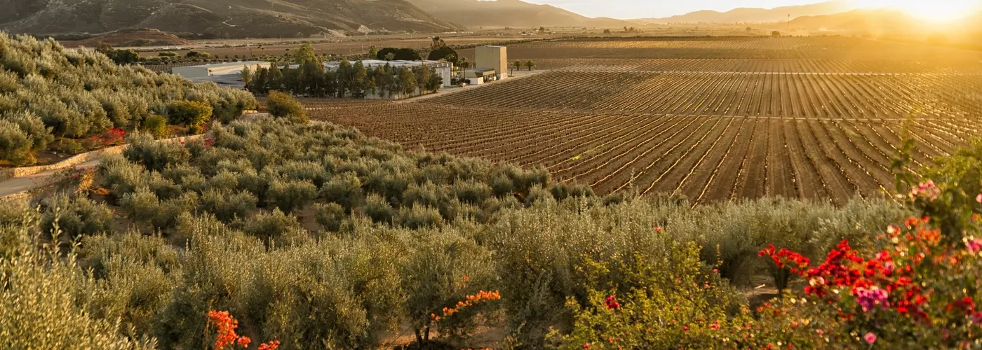 valle-guadalupe-blog
