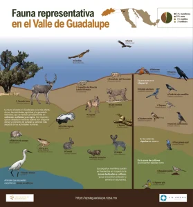 JPG WEB infografia fauna-observatorio-guadalupe