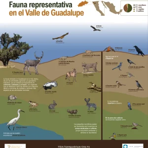 JPG WEB infografia fauna-observatorio-guadalupe