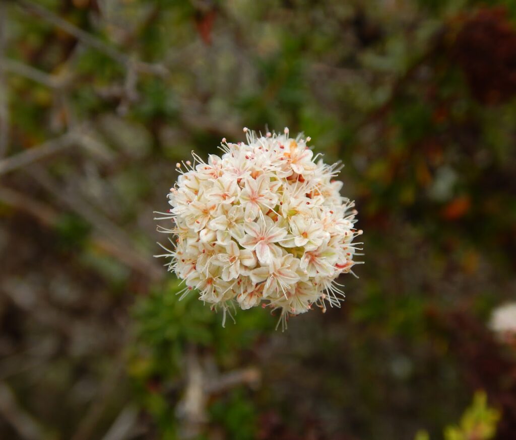Flor del Valle de Guadalupe