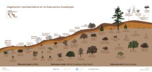 Vegetacion Subcuenca Guadalupe-