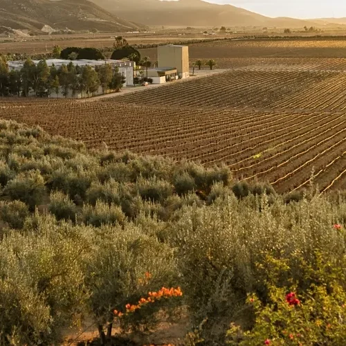 valle-guadalupe-blog